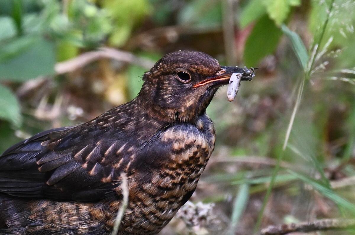 2026-08-11 3 Blackbird juvenile - enlarge for info